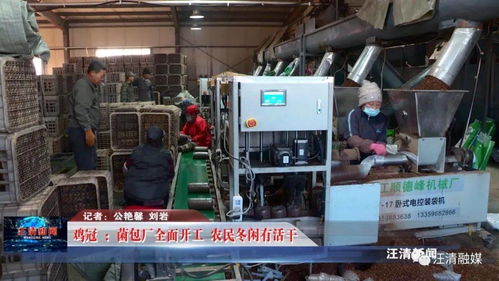 雞冠菌包廠全面開(kāi)工，網(wǎng)絡(luò)工程賦能，農(nóng)民冬閑有活干